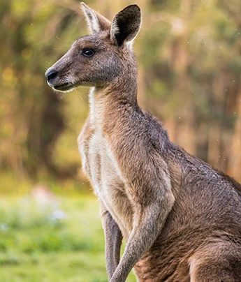 Canguro, destino Australia